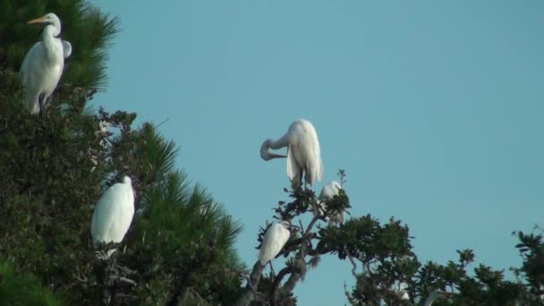 Egrets en los árboles preening — Vídeo de stock