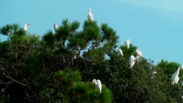 Garzas en los árboles — Vídeo de stock