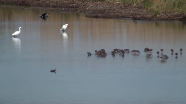 Egrete în apă — Videoclip de stoc