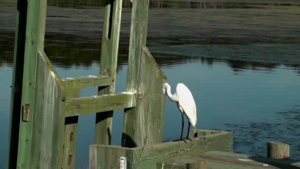 Egret bianco preening — Video Stock