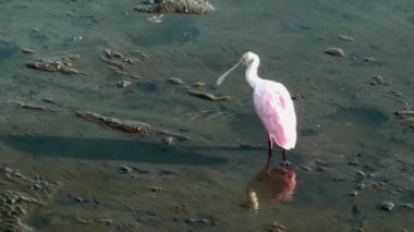 pembe kaşıkçı temizlik