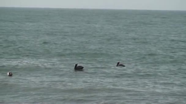 Пеликаны ныряют за едой — стоковое видео