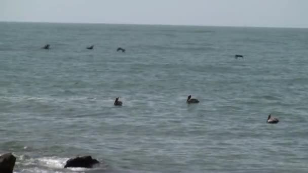 Pelikan yüzen ve uçuş tarafından — Stok video