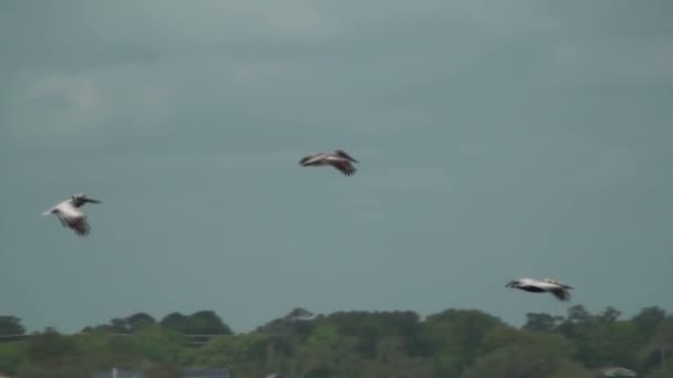 Pelicanos voando — Vídeo de Stock