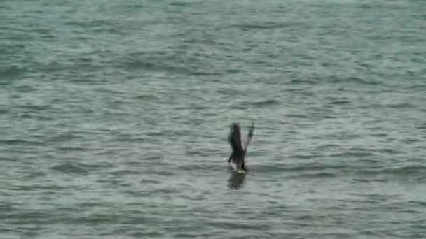 Deux pélicans plongeant pour de la nourriture — Video