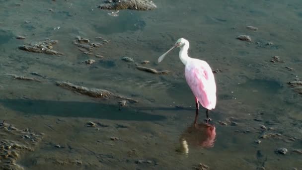 Roseate Spoonbill cleaning up — Stock Video