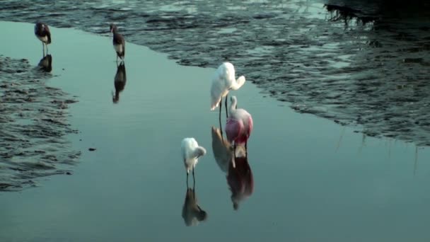 Růžový volavky a další ptáci preening — Stock video