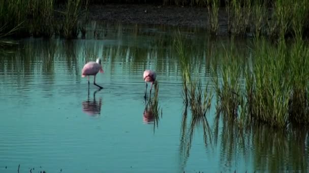 Dos Spoonbills en busca de comida — Vídeos de Stock