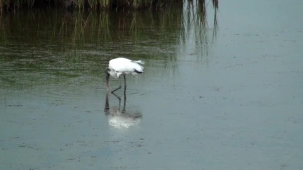 Wood Stork looking for food — Stock Video