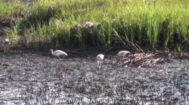 kuşları bataklık düşük tide at besleme
