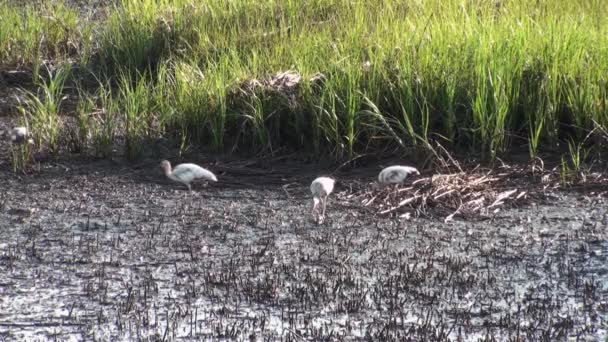 Oiseaux se nourrissant dans le marais à marée basse 