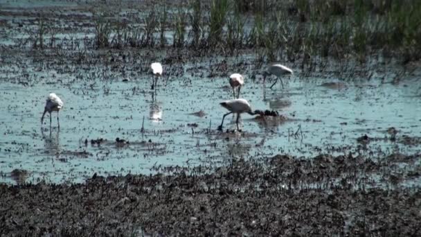 Alimentación de aves — Vídeo de stock