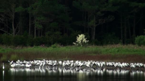 Ptaki w jednym miejscu na rezerwat przyrody — Wideo stockowe