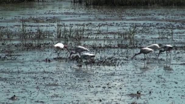 Birds in the marsh with zoom in — Stock Video