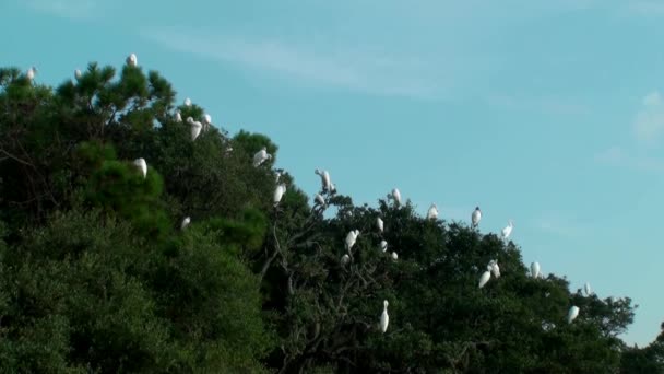 Πουλιά στα δέντρα — Αρχείο Βίντεο