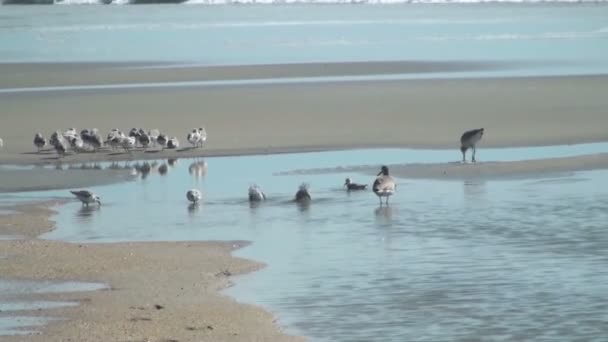 Birds on the beach — Stock Video