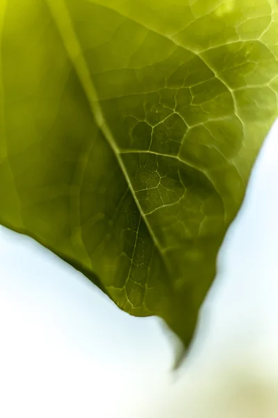 Green leaf macro — Stock Photo, Image