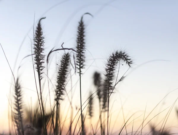 Beach Grass — Stock Photo, Image