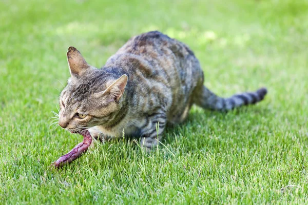 Chat mangeant du poisson — Photo