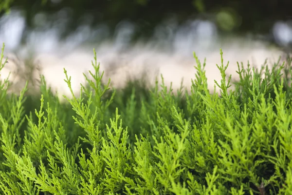 Green prickly branches — Stock Photo, Image