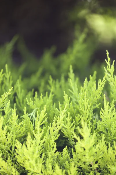 Green prickly branches — Stock Photo, Image