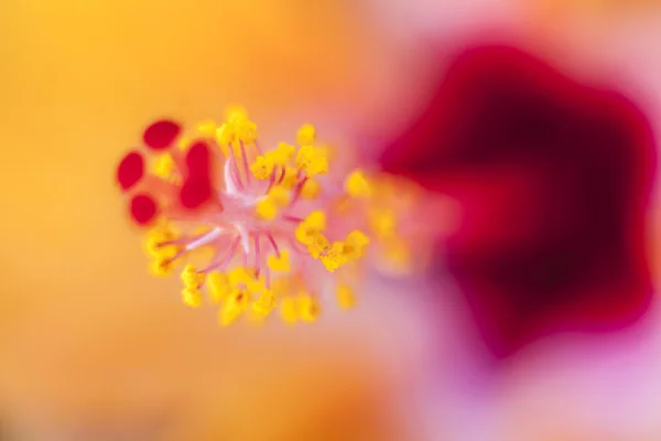Makro květ ibišku — Stock fotografie