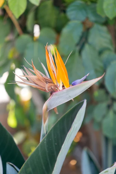 Strelitzia reginae — Foto de Stock