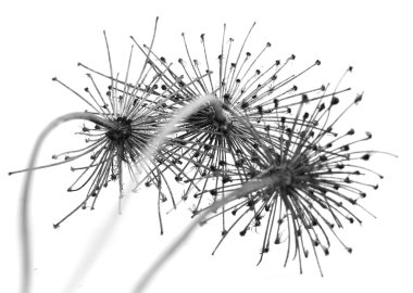 siyah ve beyaz soyut çiçek arka plan, yumuşak odak