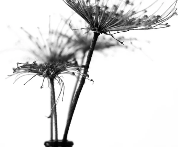 Schwarz-weiß abstrakter Blumenhintergrund, weicher Fokus — Stockfoto