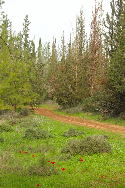 Camino en el bosque —  Fotos de Stock