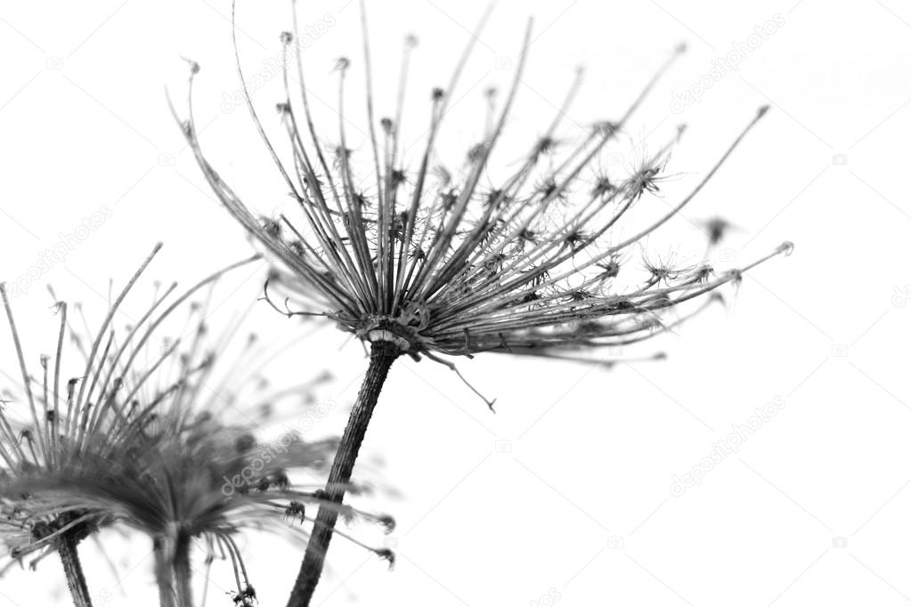Black and white abstract flower background, soft focus