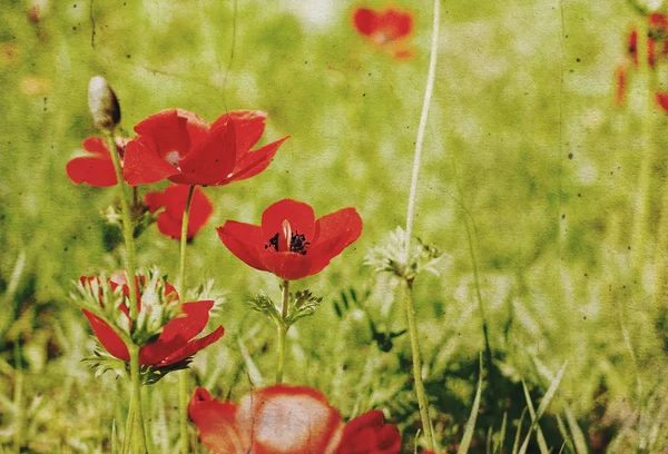 빈티지 종이 질감된에 첫 봄 꽃 — 스톡 사진