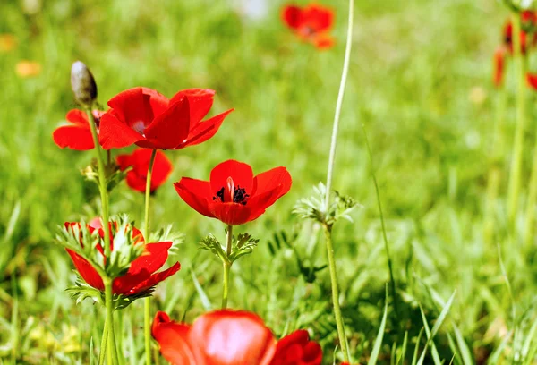 First spring flowers — Stock Photo, Image