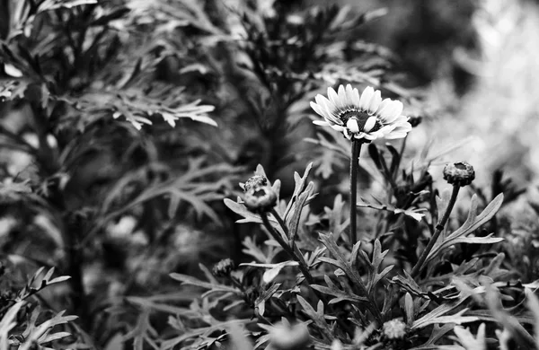 Blommig naturlig bakgrund — Stockfoto