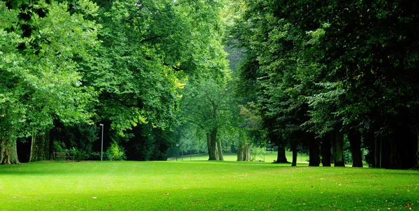 Πράσινο τα δέντρα στο πάρκο της πόλης Εικόνα Αρχείου
