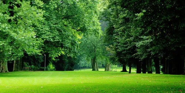 Alberi verdi nel parco cittadino Fotografia Stock