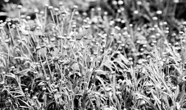 Fundo bela primavera com pequenas flores vermelhas — Fotografia de Stock