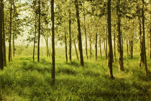 Nyári erdőben. fénykép a régi kép stílus. — Stock Fotó