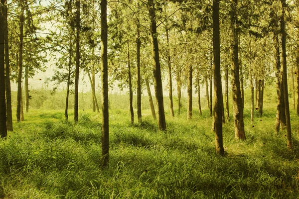 Sommerwald. Foto im alten Bildstil. — Stockfoto