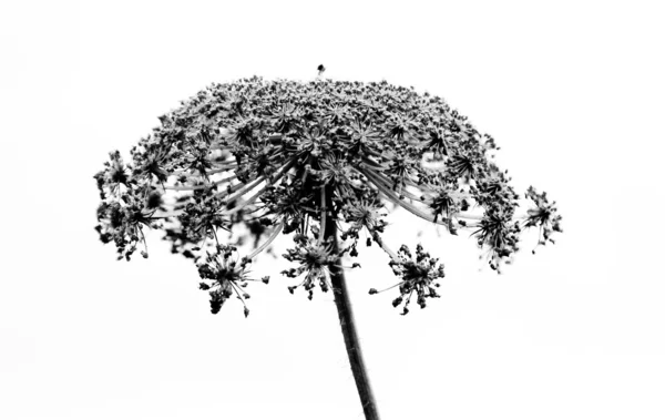 Černobílé abstraktní květinové pozadí — Stock fotografie