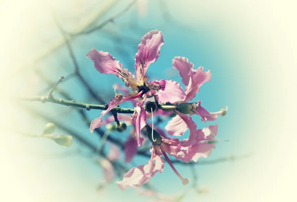 Rosa Blüten — Stockfoto