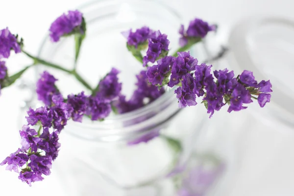 Takken van paarse bloemen — Stockfoto