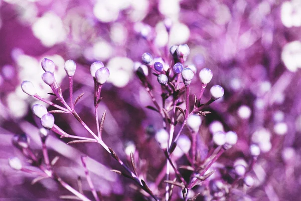 Purple floral background