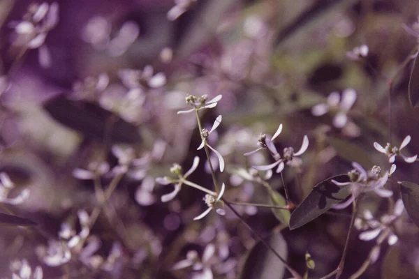 Fondo floral púrpura — Foto de Stock