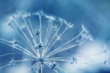 doğal makro çiçek arka plan