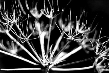 çiçek doğal makro arka plan