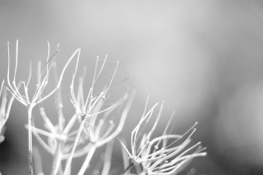 çiçek doğal makro arka plan