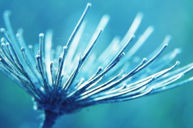 doğal makro çiçek arka plan