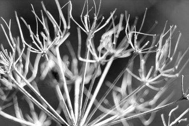 doğal makro çiçek arka plan