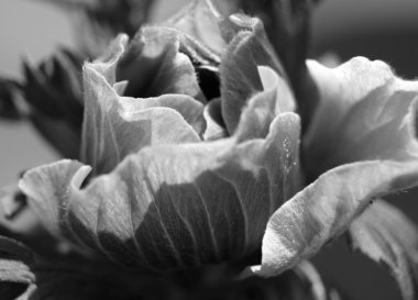 siyah-beyaz doğal zemin